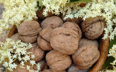 Risotto al profumo di fiori di sambuco  e noci